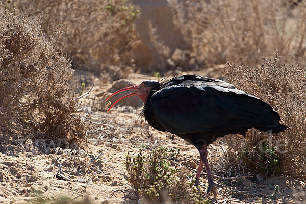 Waldrapp (Geronticus eremita)