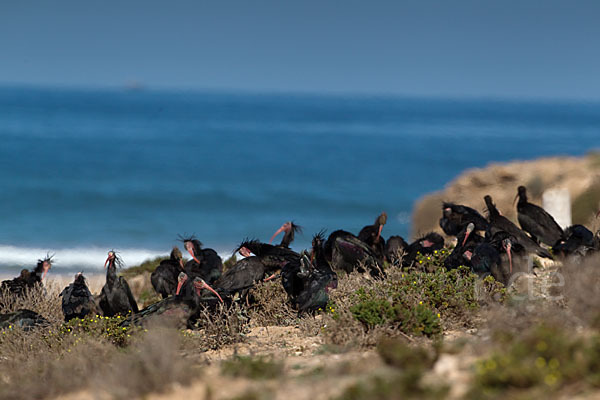 Waldrapp (Geronticus eremita)