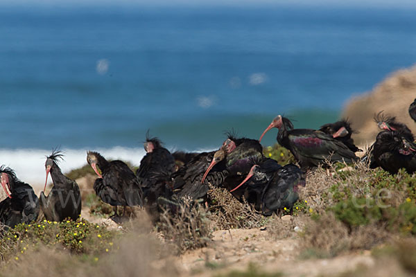 Waldrapp (Geronticus eremita)