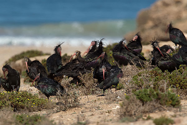 Waldrapp (Geronticus eremita)