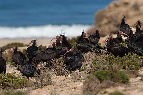 Waldrapp (Geronticus eremita)