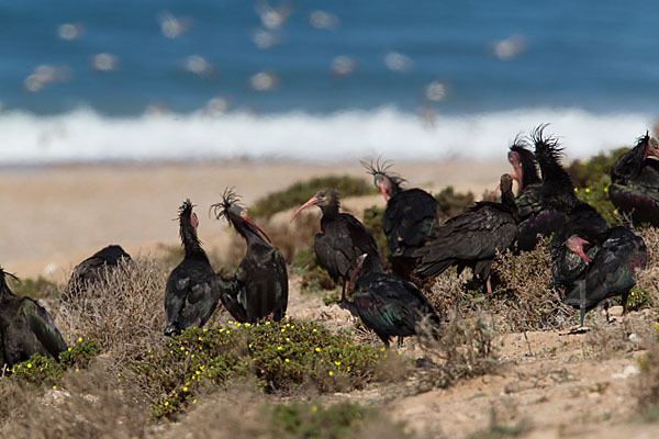 Waldrapp (Geronticus eremita)