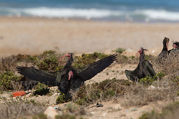 Waldrapp (Geronticus eremita)