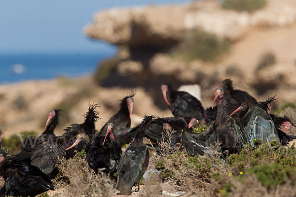 Waldrapp (Geronticus eremita)