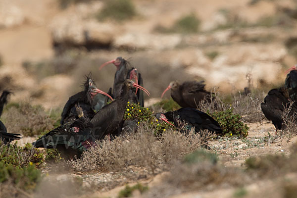 Waldrapp (Geronticus eremita)