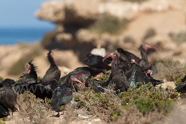 Waldrapp (Geronticus eremita)