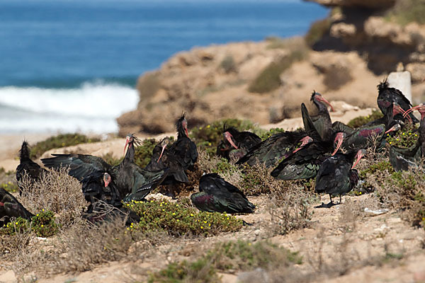 Waldrapp (Geronticus eremita)