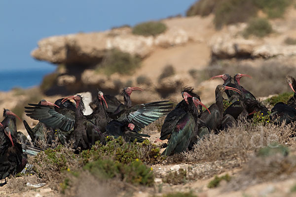 Waldrapp (Geronticus eremita)