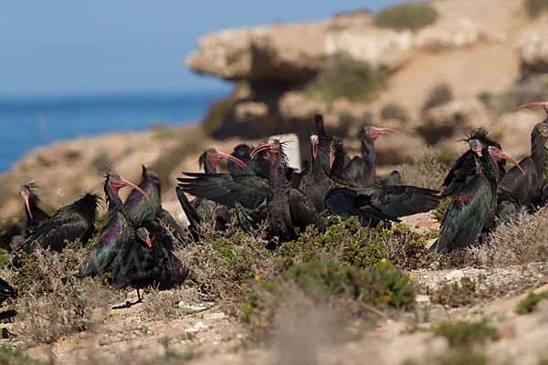 Waldrapp (Geronticus eremita)