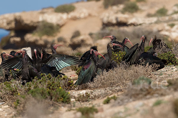 Waldrapp (Geronticus eremita)