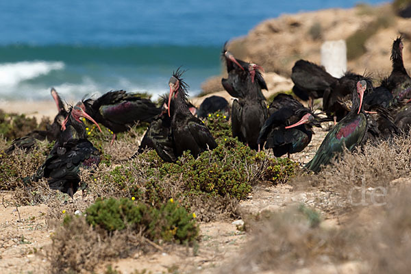 Waldrapp (Geronticus eremita)