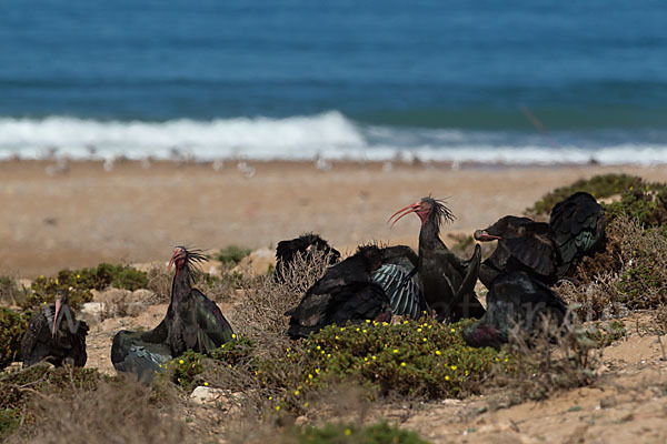 Waldrapp (Geronticus eremita)