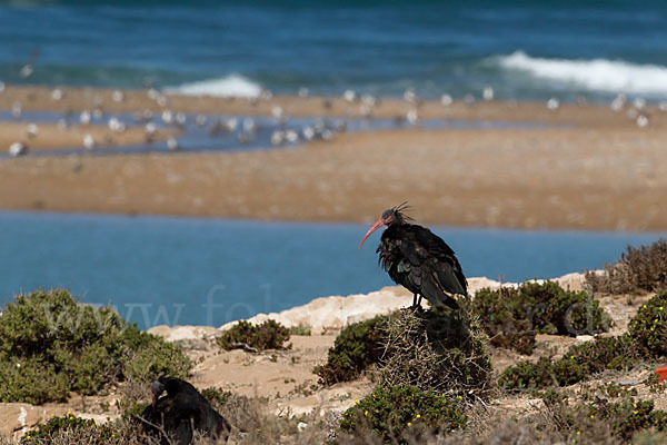 Waldrapp (Geronticus eremita)