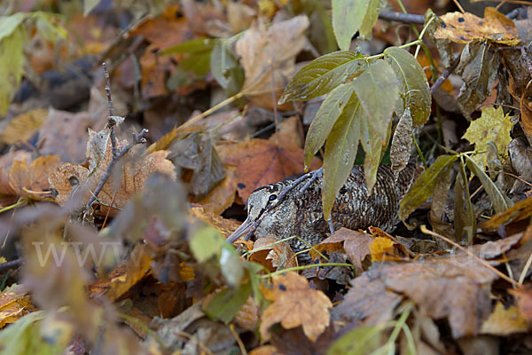 Waldschnepfe (Scolopax rusticola)