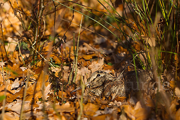 Waldschnepfe (Scolopax rusticola)