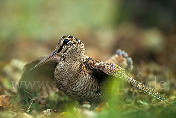 Waldschnepfe (Scolopax rusticola)