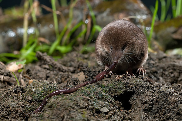 Waldspitzmaus (Sorex araneus)