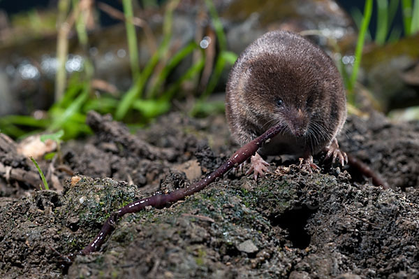 Waldspitzmaus (Sorex araneus)