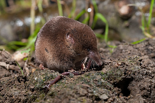 Waldspitzmaus (Sorex araneus)