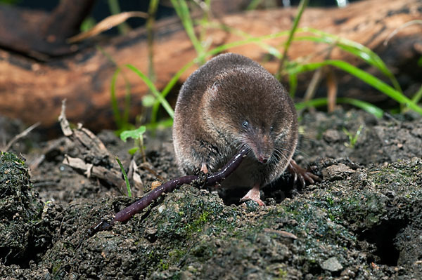 Waldspitzmaus (Sorex araneus)