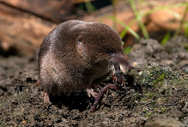 Waldspitzmaus (Sorex araneus)