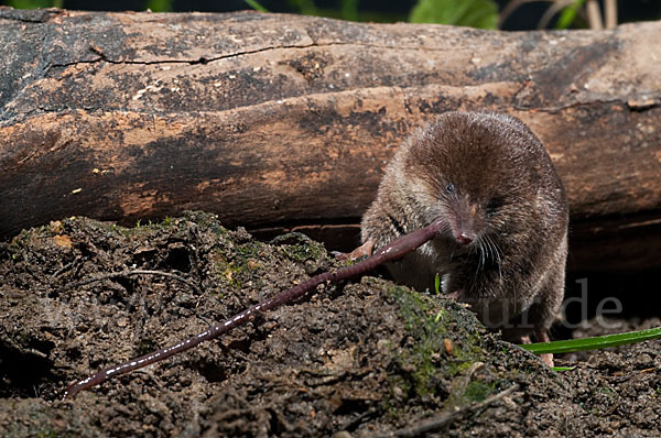 Waldspitzmaus (Sorex araneus)