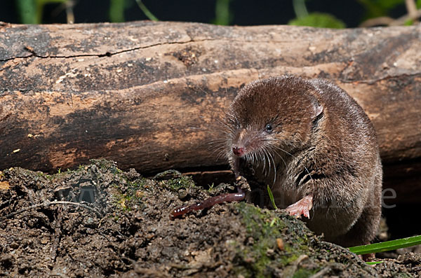 Waldspitzmaus (Sorex araneus)