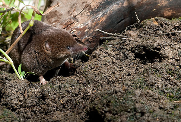 Waldspitzmaus (Sorex araneus)