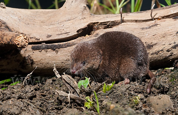 Waldspitzmaus (Sorex araneus)