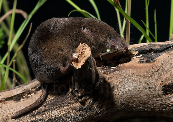 Waldspitzmaus (Sorex araneus)