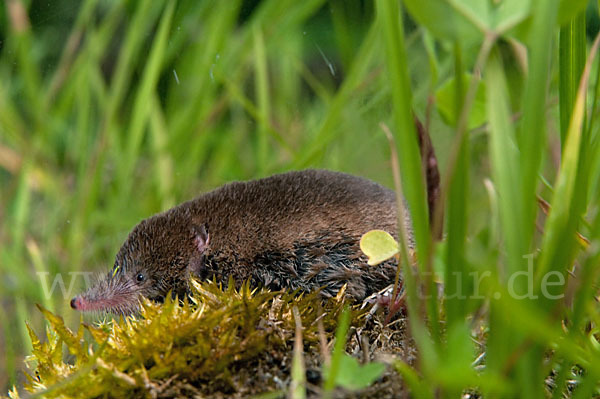 Waldspitzmaus (Sorex araneus)