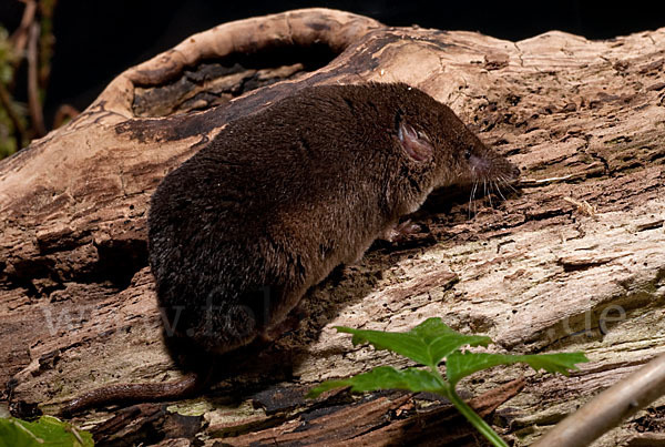 Waldspitzmaus (Sorex araneus)