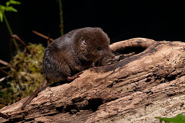 Waldspitzmaus (Sorex araneus)