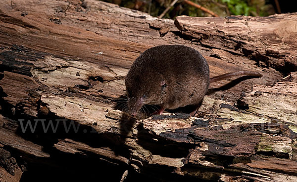 Waldspitzmaus (Sorex araneus)