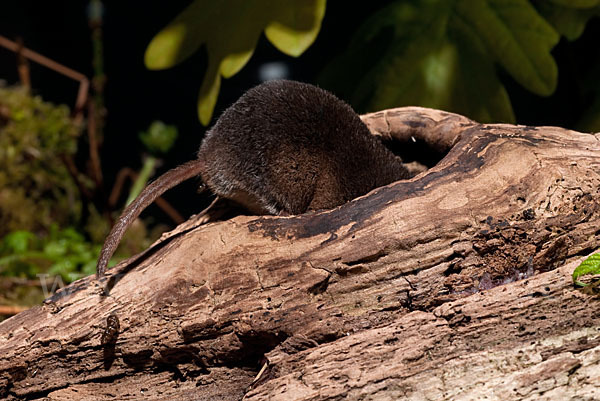 Waldspitzmaus (Sorex araneus)