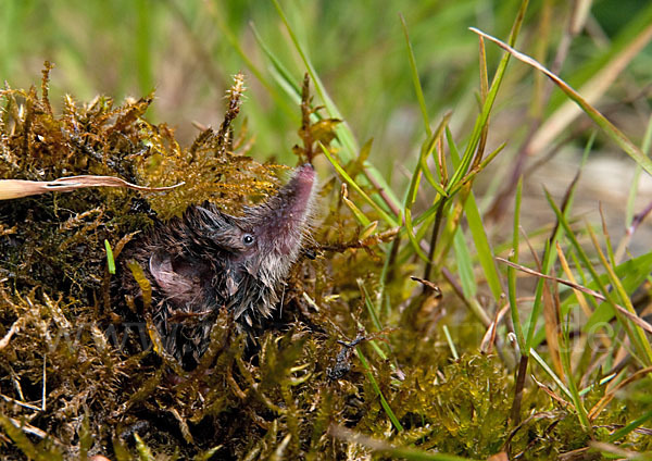 Waldspitzmaus (Sorex araneus)