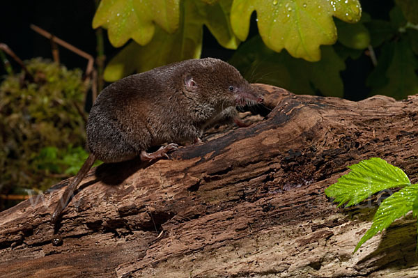 Waldspitzmaus (Sorex araneus)