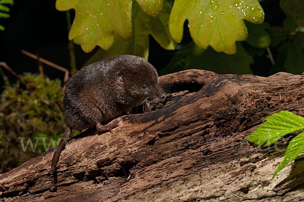 Waldspitzmaus (Sorex araneus)