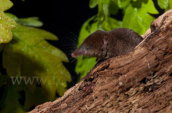 Waldspitzmaus (Sorex araneus)