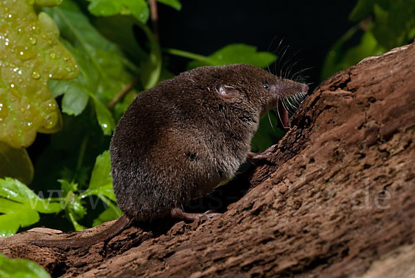 Waldspitzmaus (Sorex araneus)