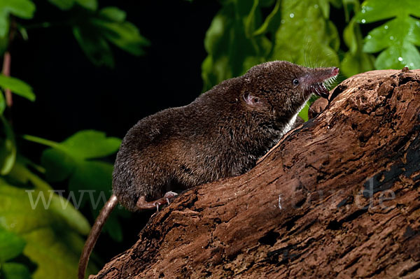 Waldspitzmaus (Sorex araneus)