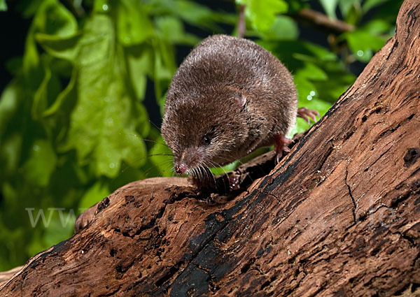 Waldspitzmaus (Sorex araneus)