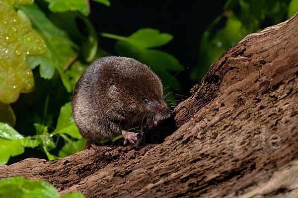 Waldspitzmaus (Sorex araneus)