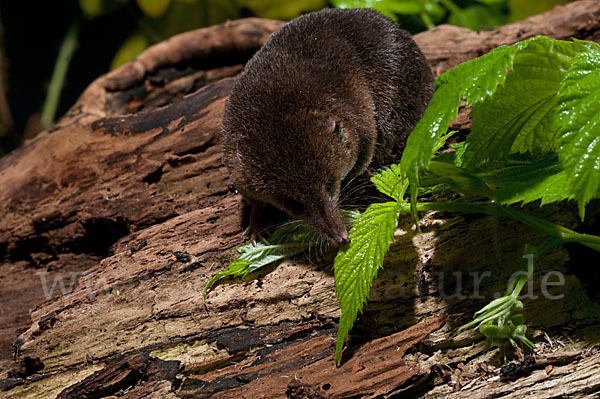 Waldspitzmaus (Sorex araneus)