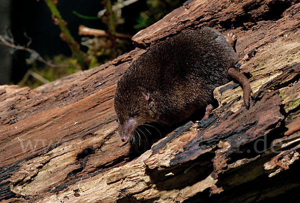 Waldspitzmaus (Sorex araneus)