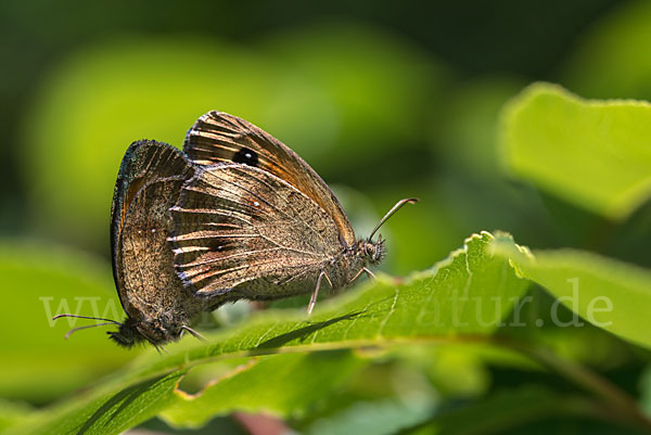 Waldteufel (Erebia aethiops)