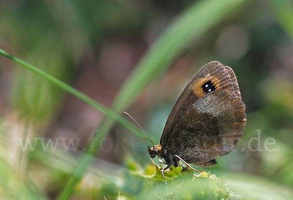 Waldteufel (Erebia aethiops)