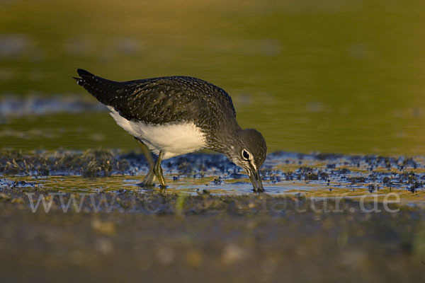 Waldwasserläufer (Tringa ochropus)