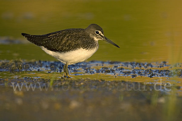 Waldwasserläufer (Tringa ochropus)