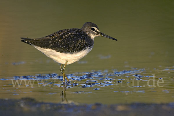 Waldwasserläufer (Tringa ochropus)